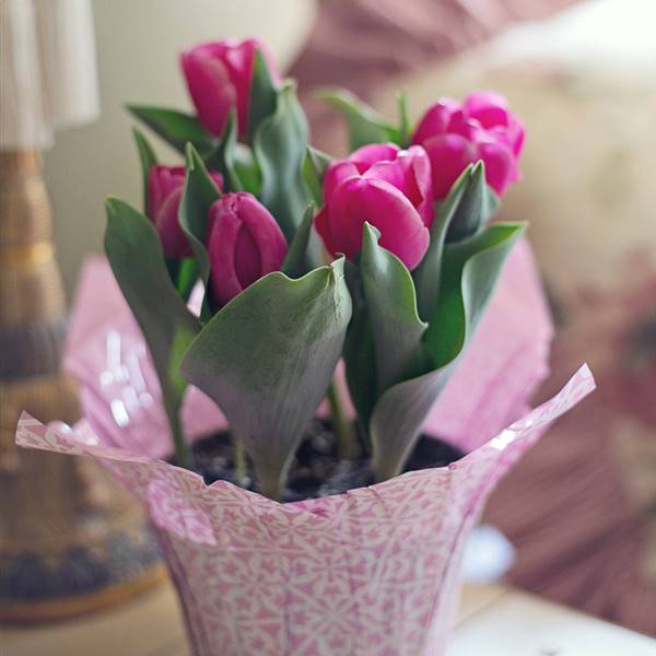 Cómo plantar tulipanes: disfruta en casa de esta bonita flor con los 5 pasos que te damos