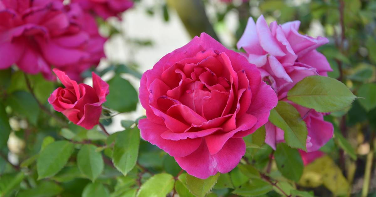 Estos son los cuidados básicos que necesita tu rosal en tu patio o jardín.  ¡Toma nota!