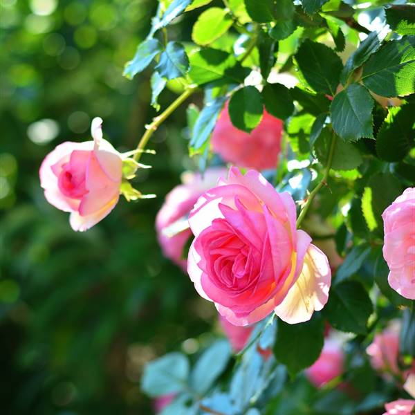 Estos son los cuidados básicos que necesita tu rosal en tu patio o jardín. ¡Toma nota!