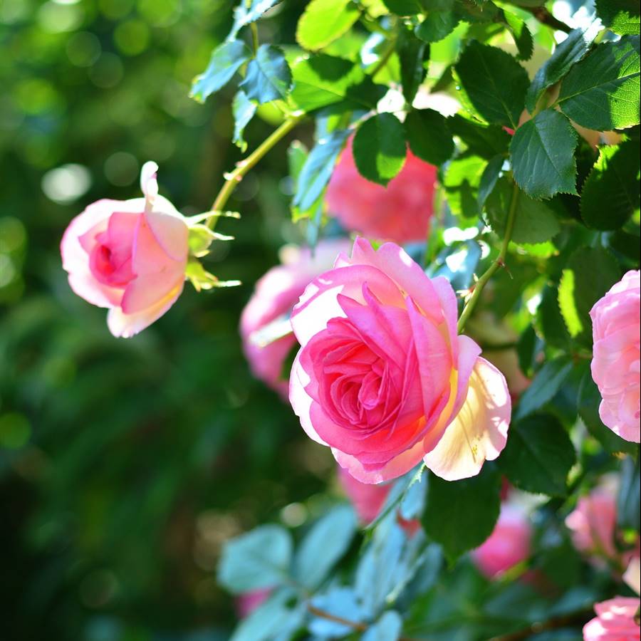 Estos son los cuidados básicos que necesita tu rosal en tu patio o jardín. ¡Toma nota!