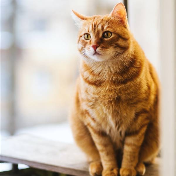 Gato con pelaje y ojos de color naranja.