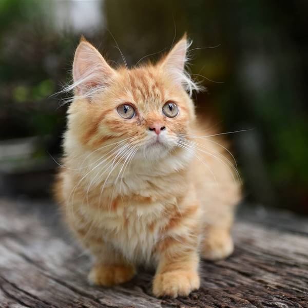  ¿Sabías que existen los gatos salchicha? Se conocen como 'gato Munchkin' ¡y son adorables!