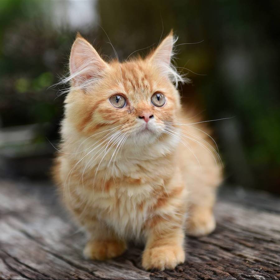 historia Relajante Circo Gato Munchkin o gato salchicha: todo sobre esta adorable raza