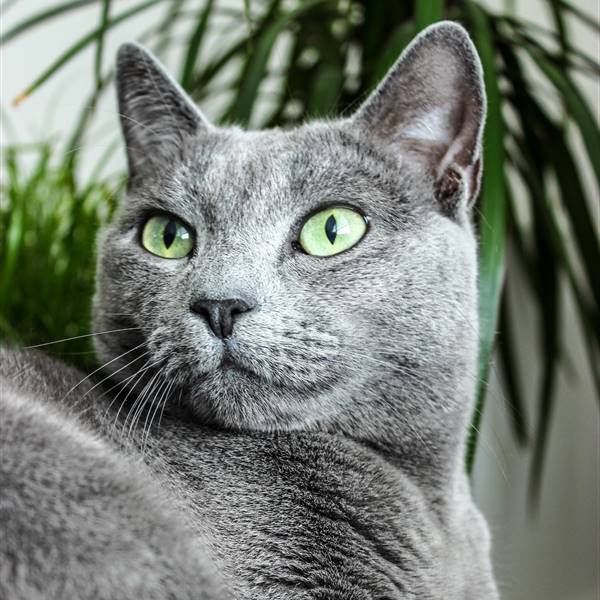 Gato azul ruso: la raza que debe su nombre al color de su pelo