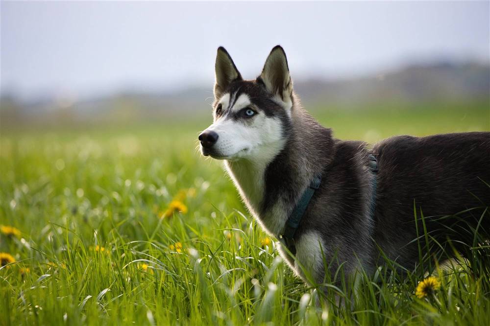 Husky Siberiano: perro más parecido al lobo que existe