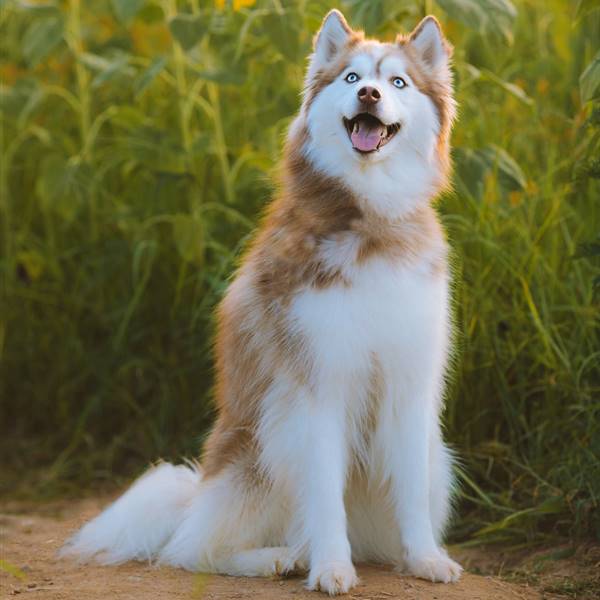 Husky Siberiano: el perro más parecido al lobo que existe