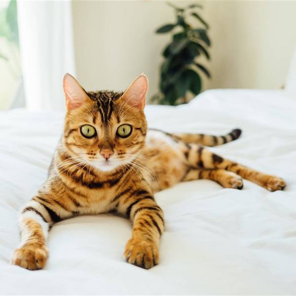 Gato bengalí, la mascota que todos confunden con un leopardo