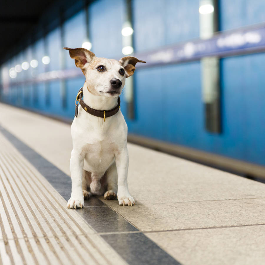 Normas para viajar tu perro en el metro: ¡toma nota!