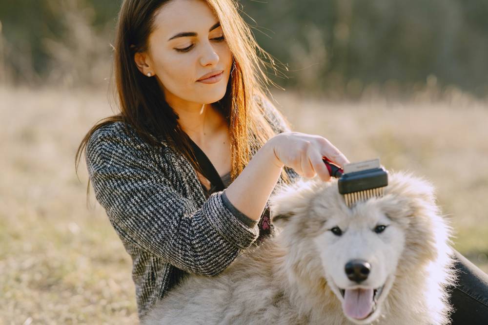 Deslanar perro con un cepillo