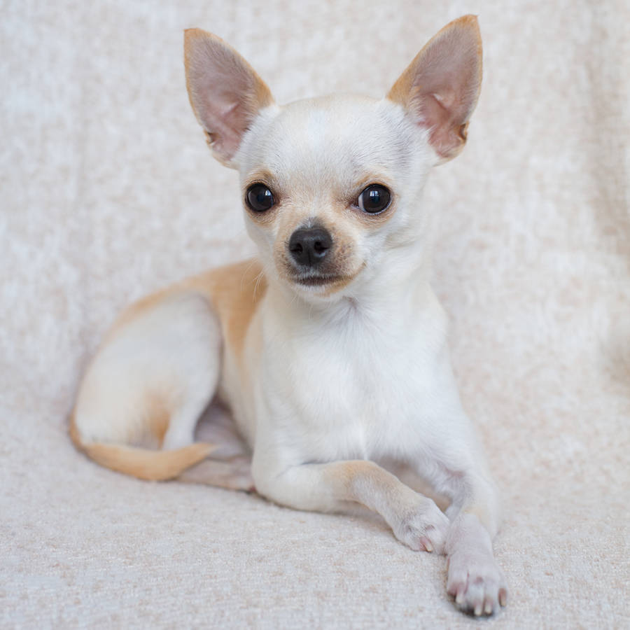 Chihuahua de color blanco y tostado