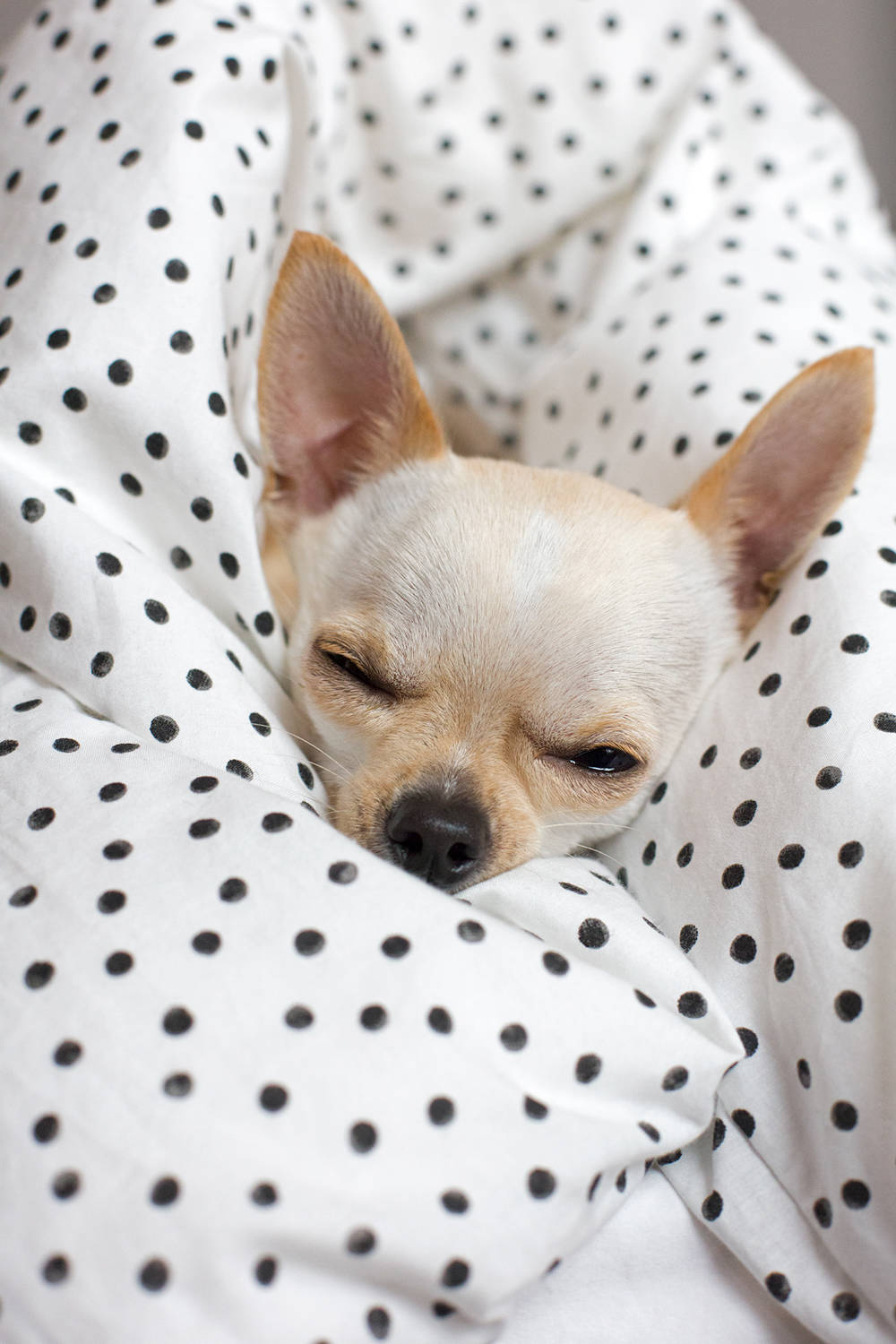 Chihuahua durmiendo en una manta de lunares