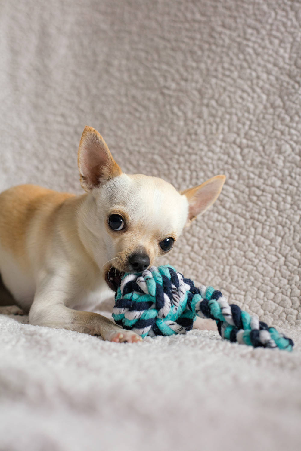 Chihuahua jugando con juguete de cuerda