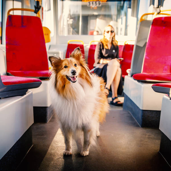 Viajar con tu perro en autobús urbano es posible en estas ciudades de España
