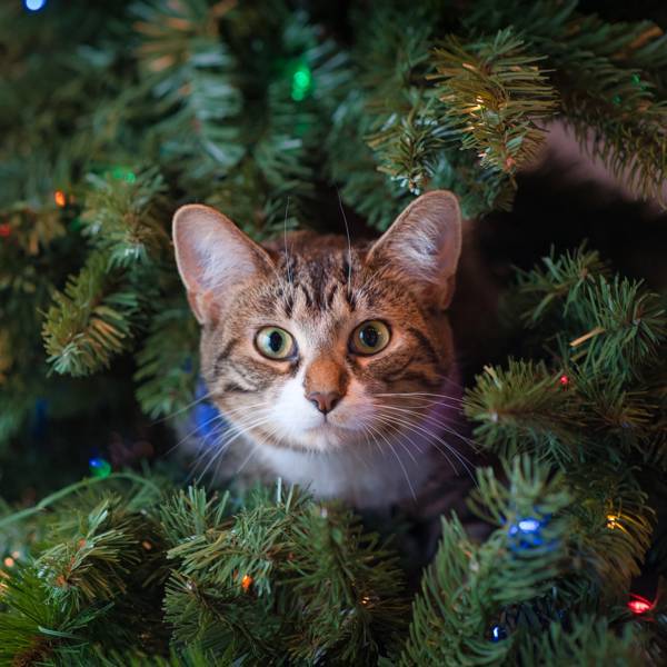 Los mejores árboles de Navidad para casas con gatos