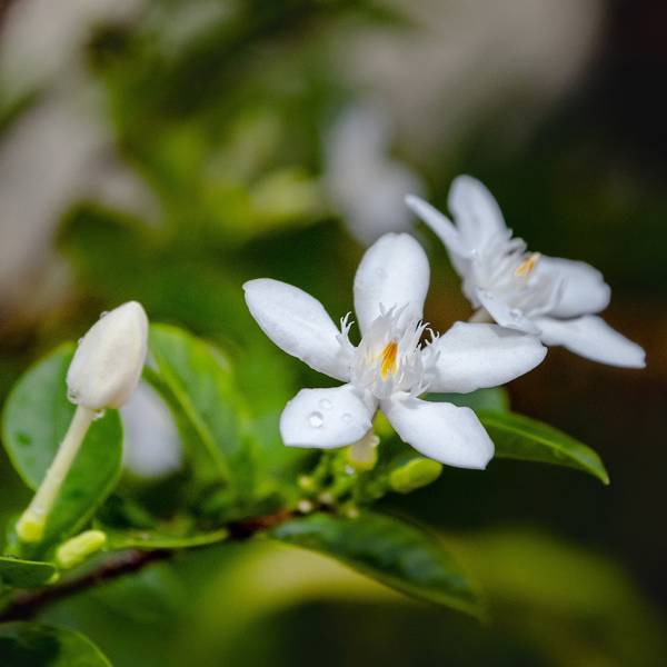 Gardenia: cómo cuidar la flor más bella que puedes tener en casa