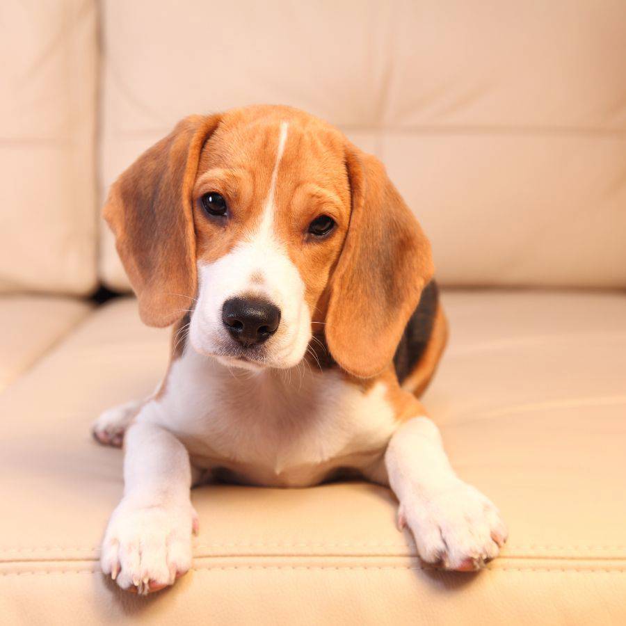 Un beagle es un perro pequeño ideal para los niños. 