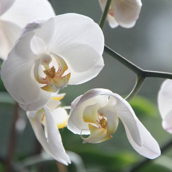 Cómo recuperar una orquídea estropeada: trucos fáciles para que no se muera (con vídeo)