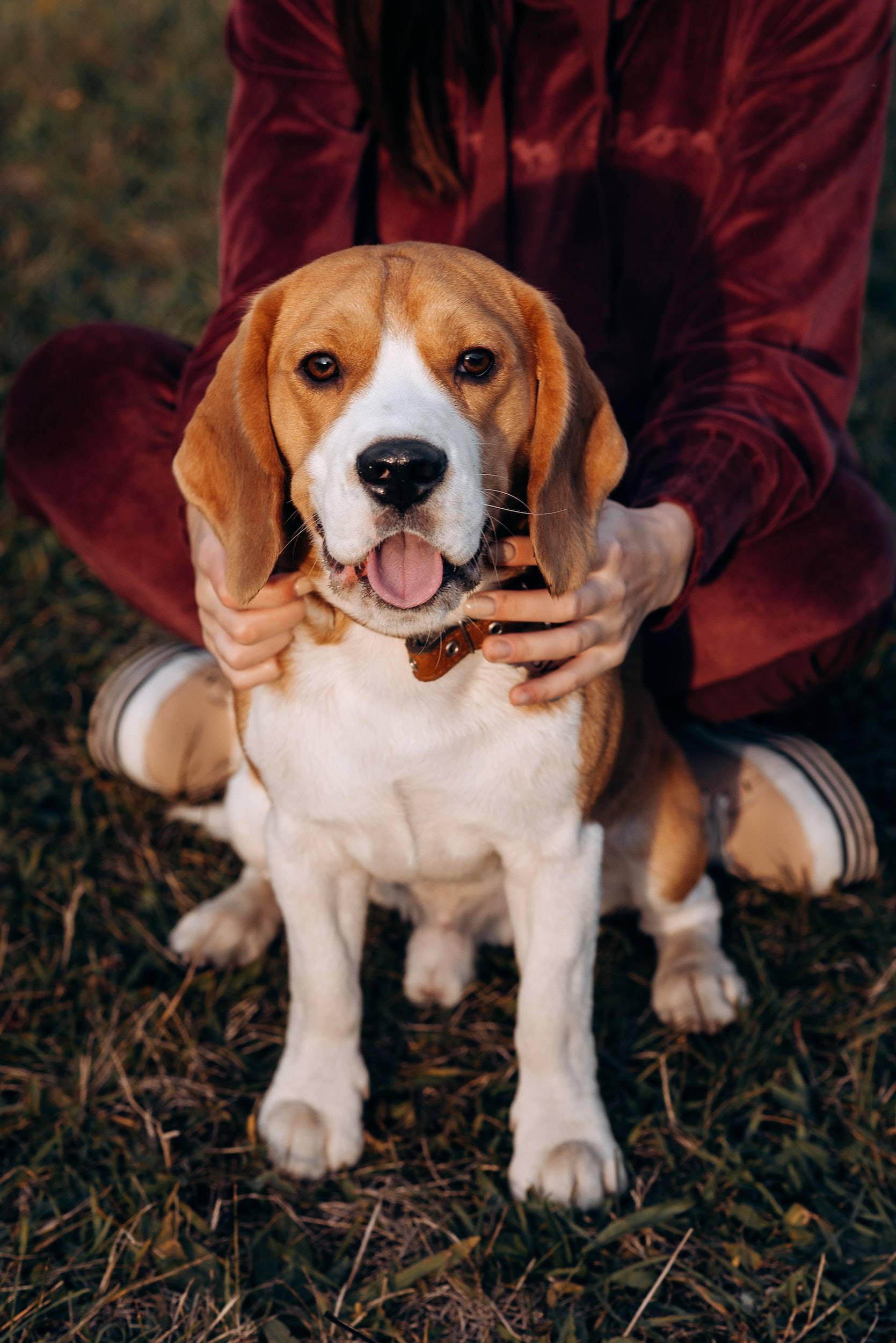 Perro de raza Beagle