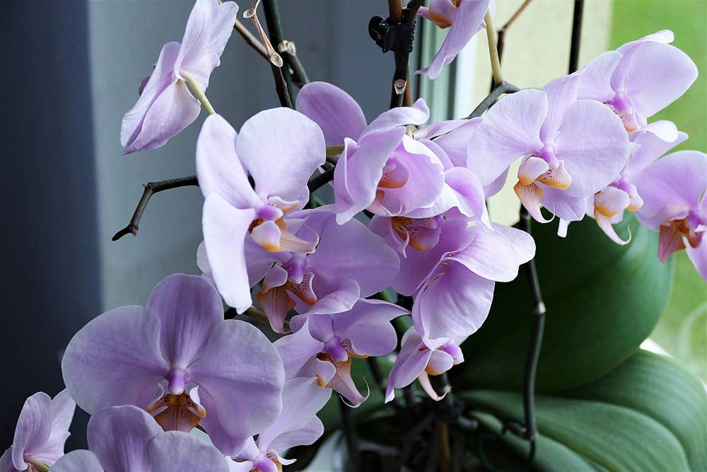 Orquídeas: las variedades más exóticas y bonitas perfectas para tener en  casa