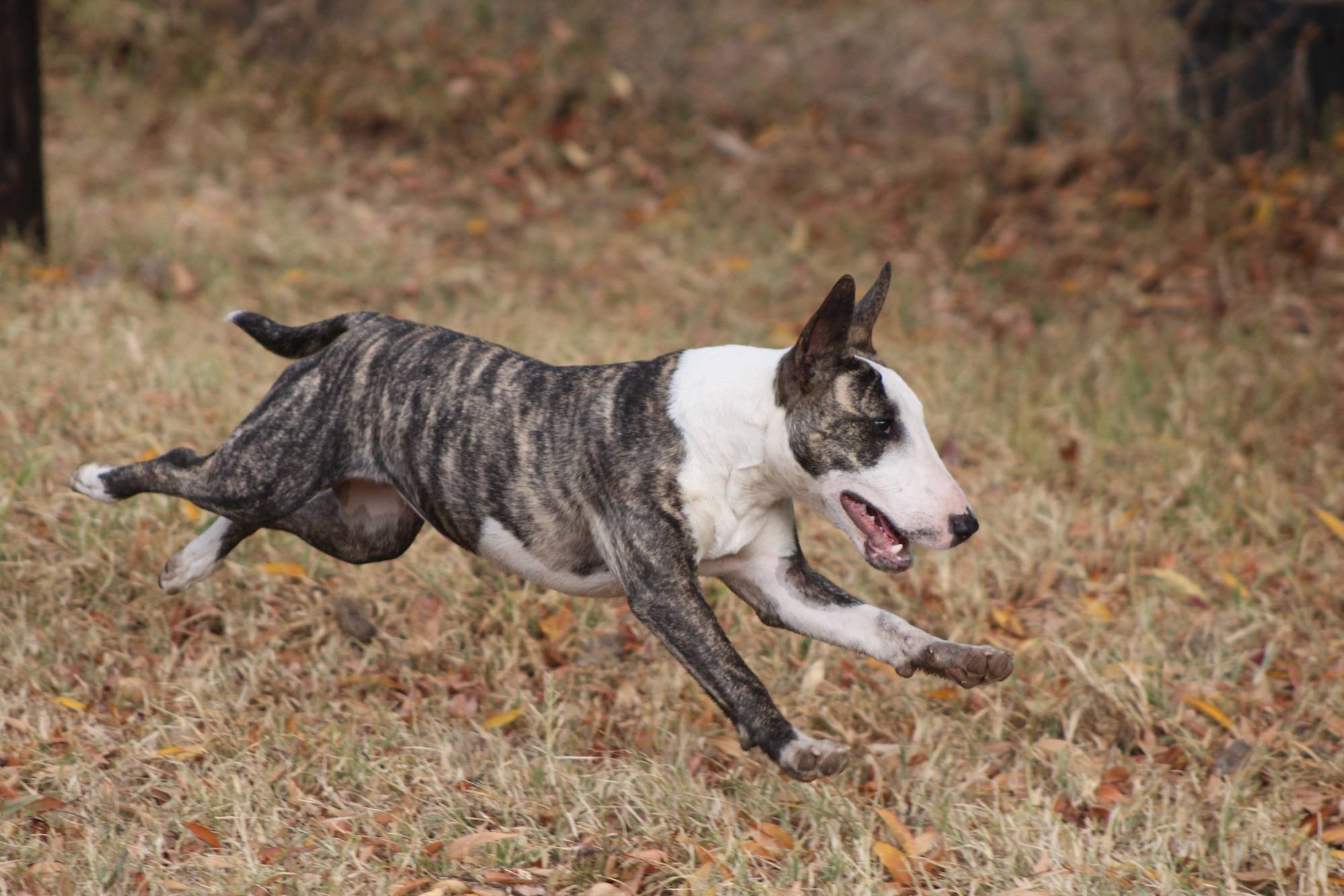 Perro de raza Bull Terrier
