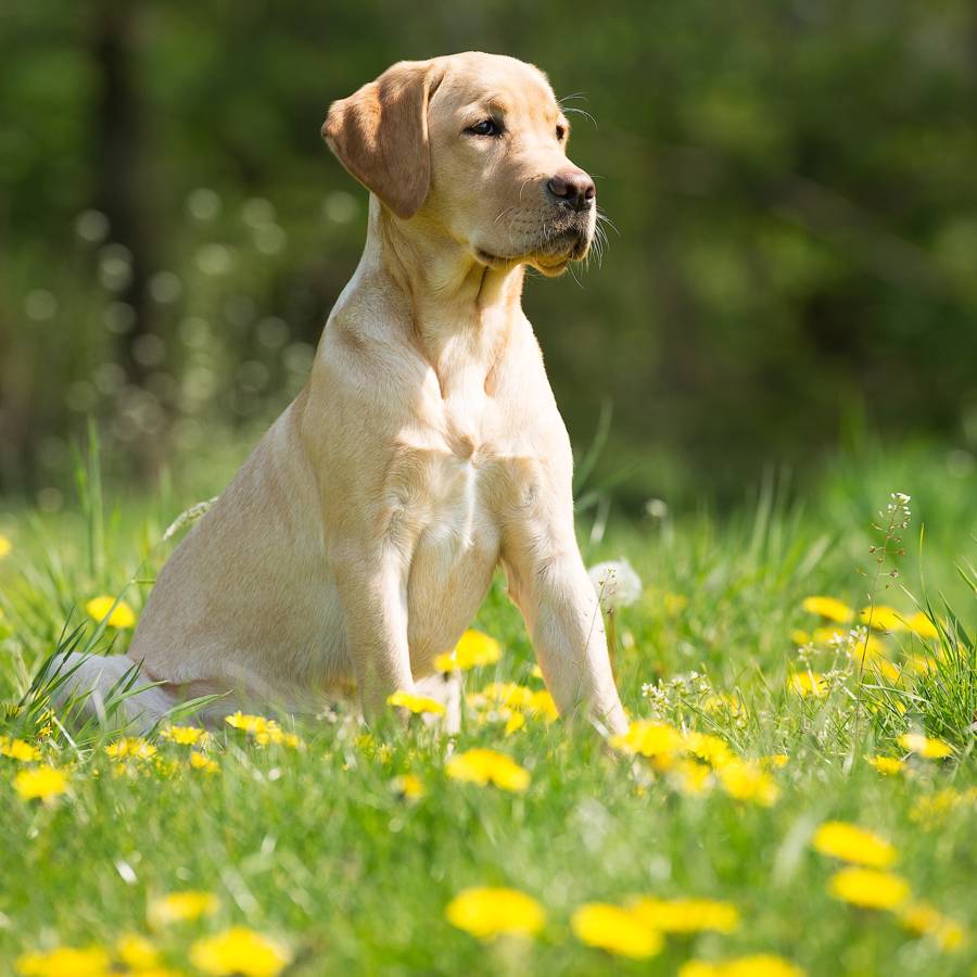 Perro de raza Labrador