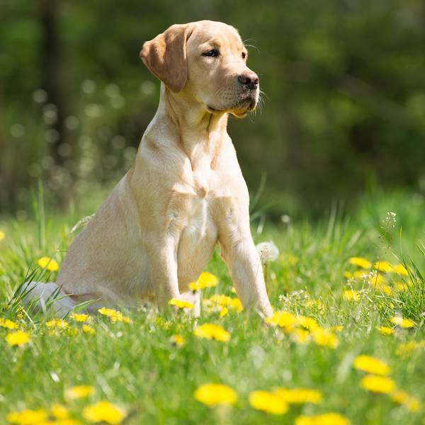 13 razas de perros de caza que querrás tener como mascota