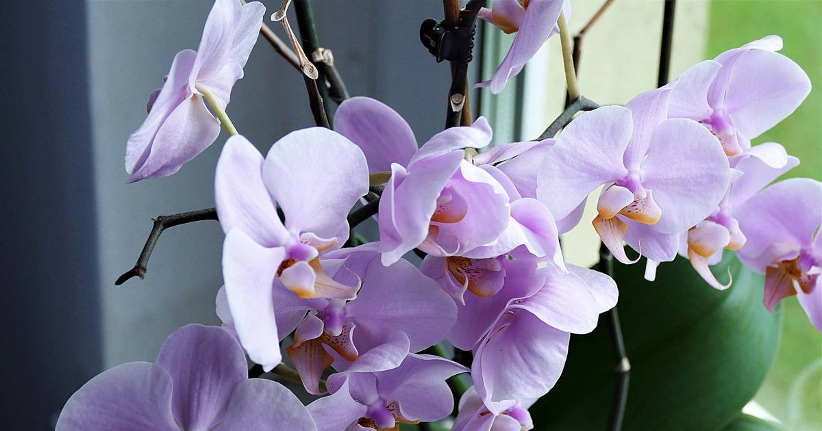 Orquídeas: las variedades más exóticas y bonitas perfectas para tener en  casa