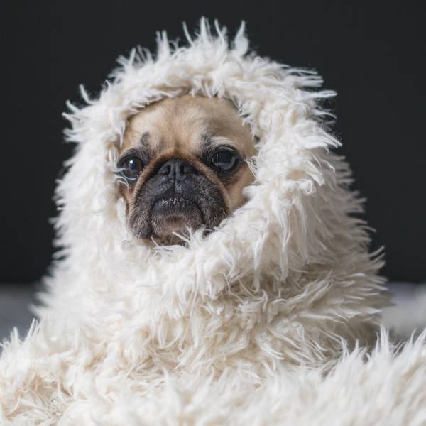 ¿Cuánto frío pueden aguantar los perros? Estas son las razas que mejor y peor lo llevan