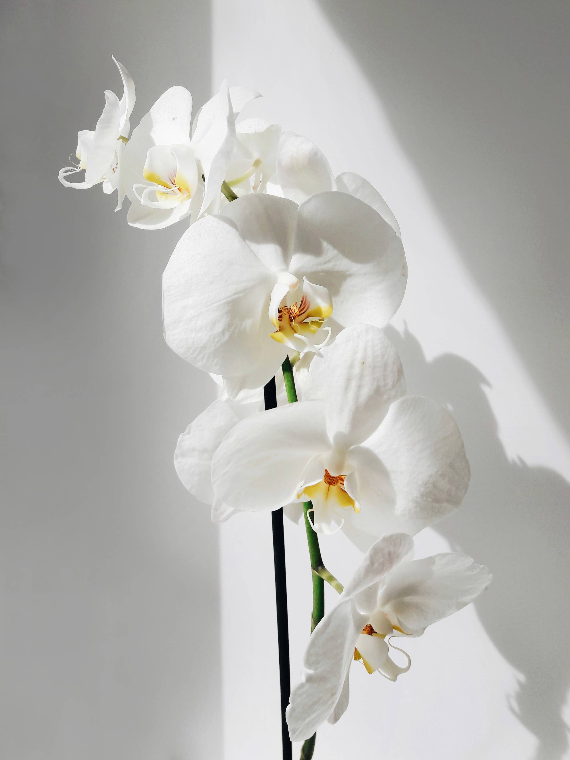 Phalaenopsis orquídea.