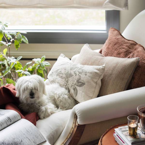 ¿Cómo evitar que mi perro se coma el sofá? Consíguelo con estos trucos
