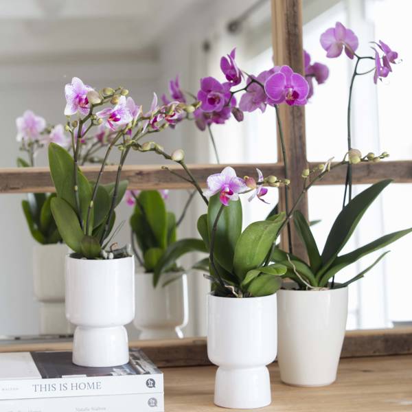 5 orquídeas RARAS y elegantes que seguramente no conoces