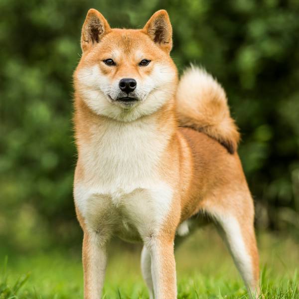 Perro shiba inu: todo lo que debes saber de este simpático perro japonés