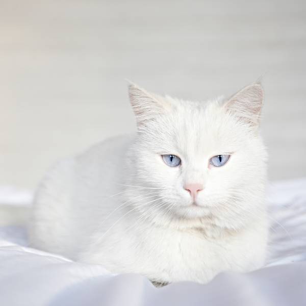 Gato de Angora: curiosidades, características y cuidados de esta raza de gatos
