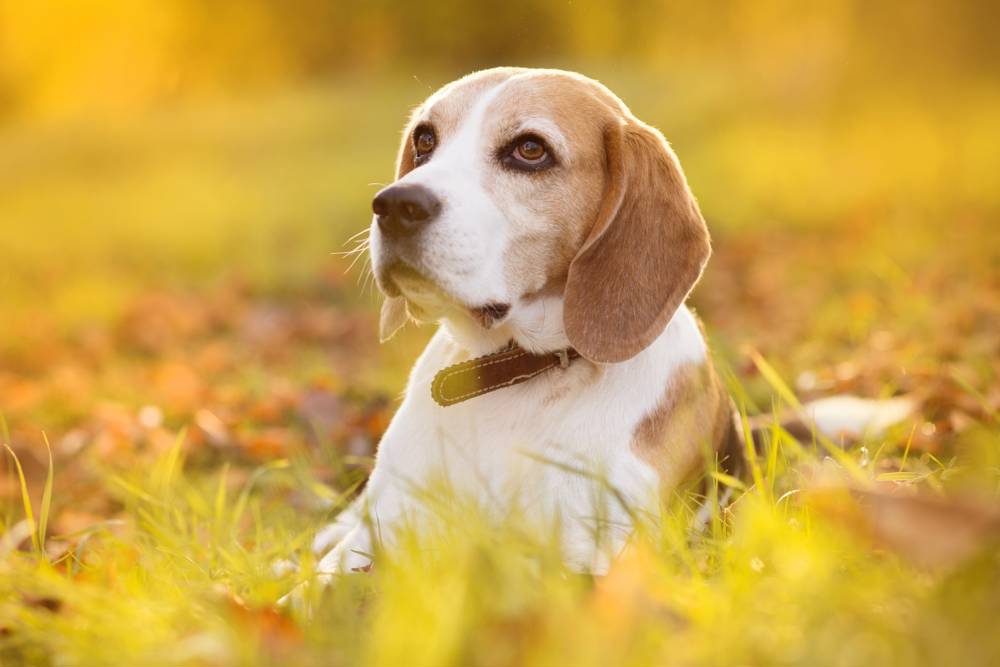Beagle en el campo.