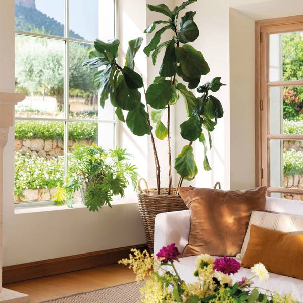 9 plantas de hojas grandes muy bonitas que llenarán de vida cualquier rincón de tu casa
