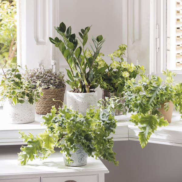 Cómo limpiar las hojas de tus plantas de interior con vinagre: trucos para que brillen como nunca