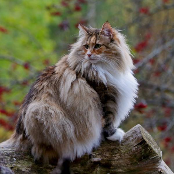 Todo sobre el Bosque de Noruega, uno de los gatos más bonitos y elegantes del mundo