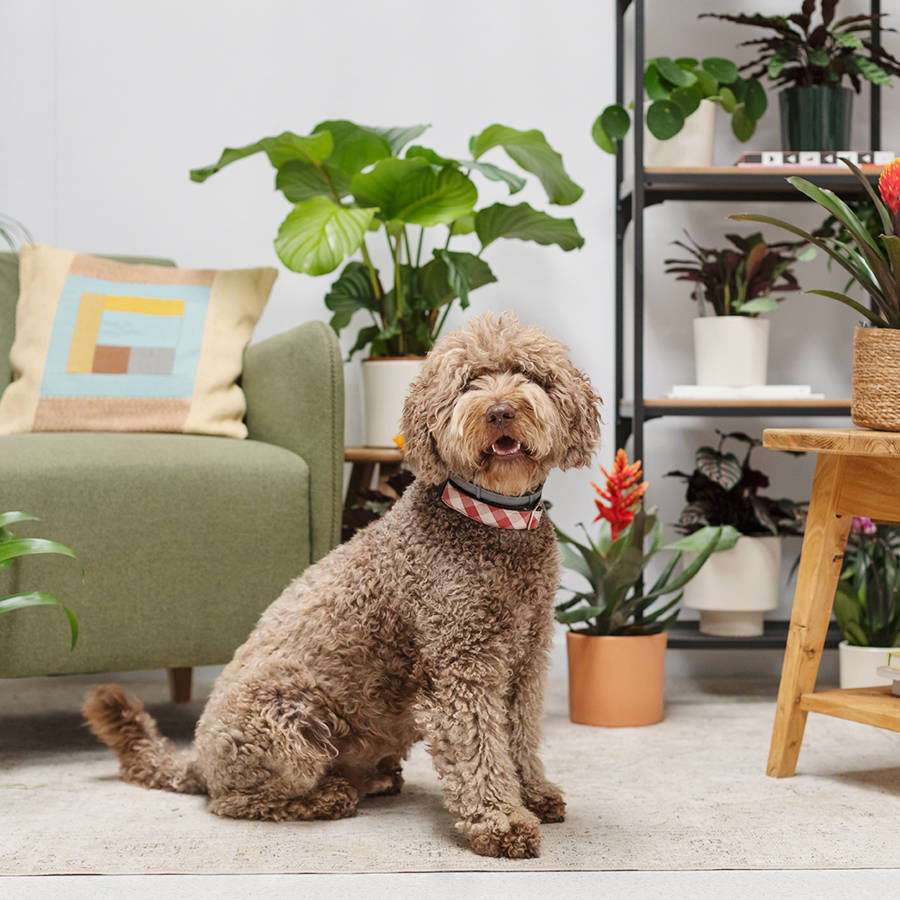 Un perro rodeado de plantas en una casa.