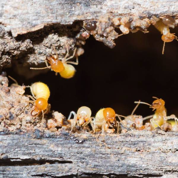 ¿Cómo saber si hay termitas? Trucos para detectarlas a tiempo