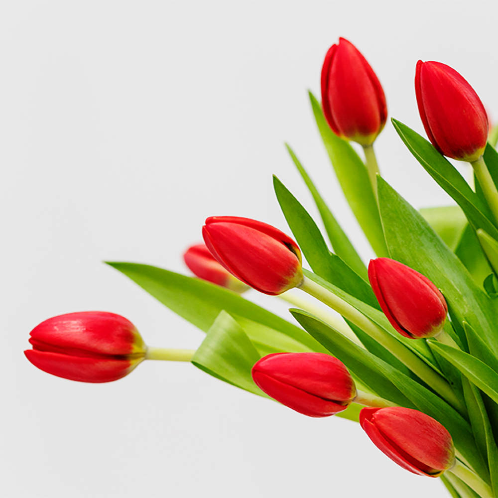 Consejos para cuidar los tulipanes.
