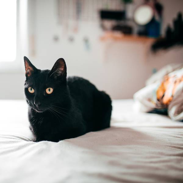 Gato bombay: curiosidades, características y cuidados de esta raza de gatos