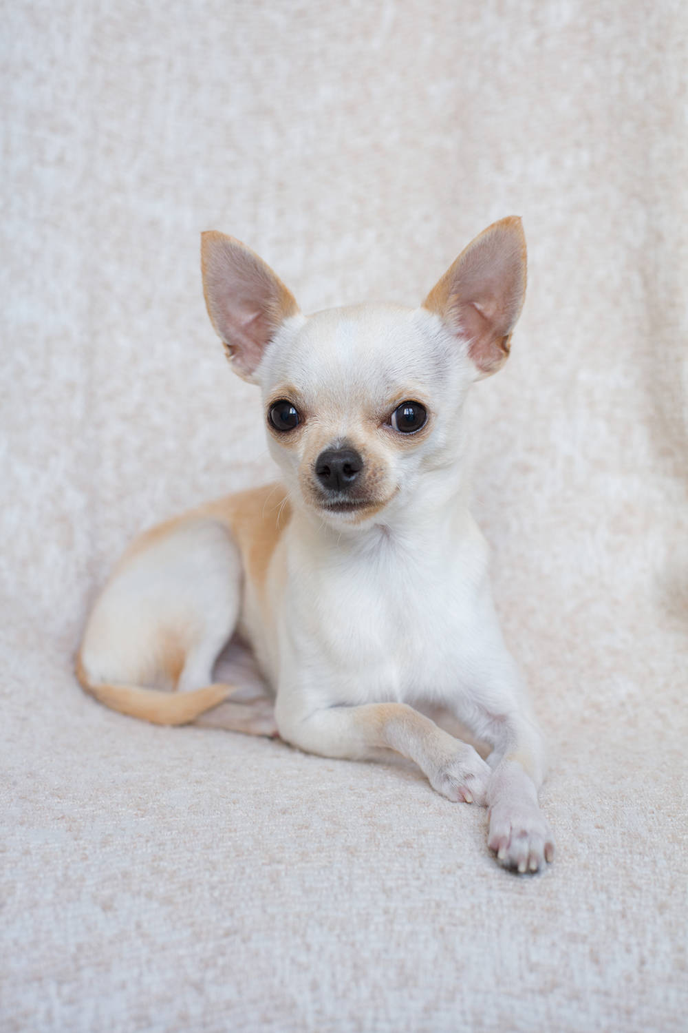 Chihuahua de color blanco y tostado