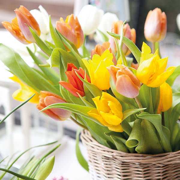 7 consejos de experto para que los tulipanes te duren más tiempo