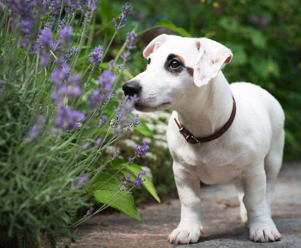 Jack Russell Terrier blanco