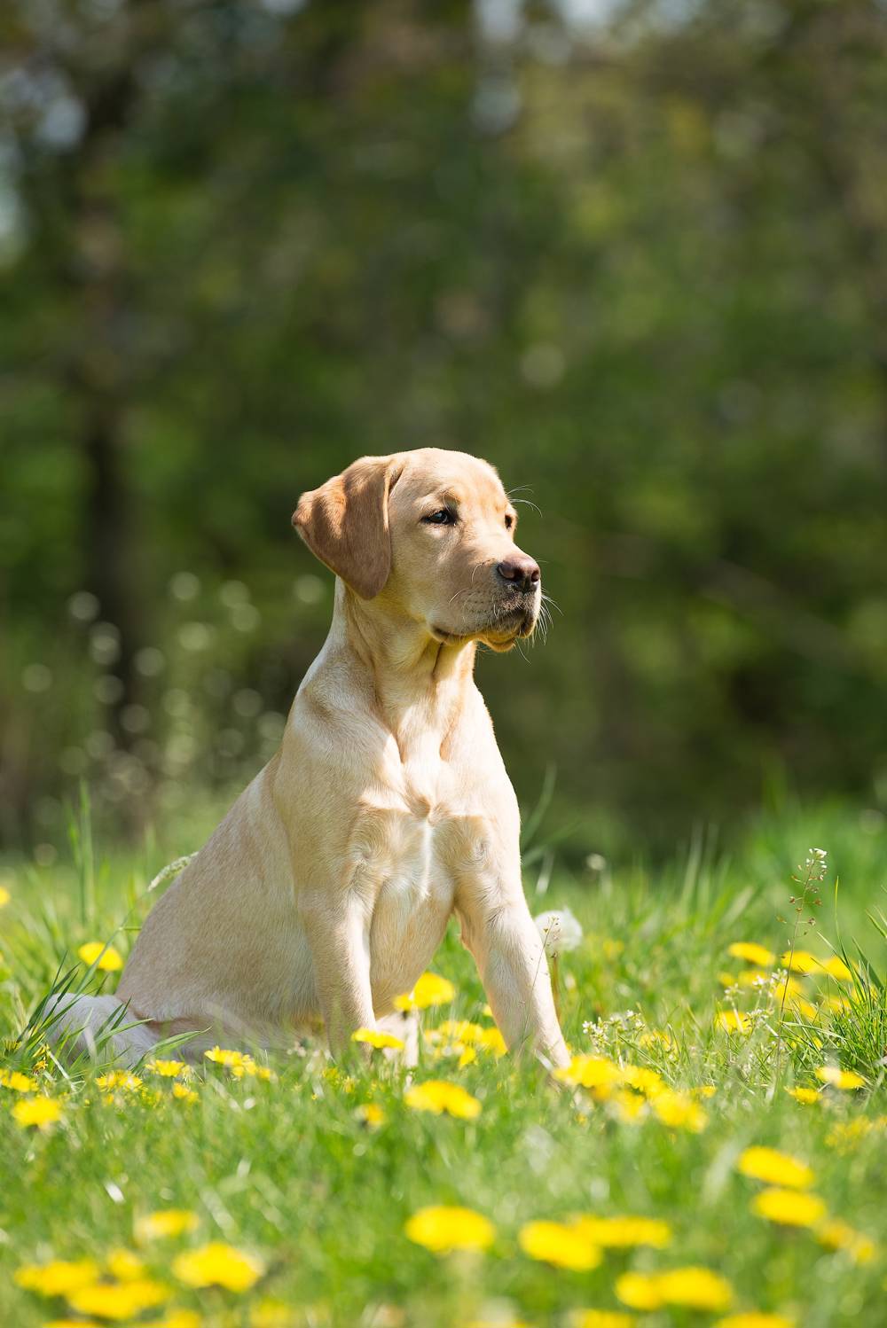Perro de raza Labrador