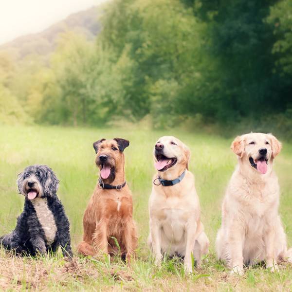 Estas son las razas de perros más conocidas: nombres, fotos y características