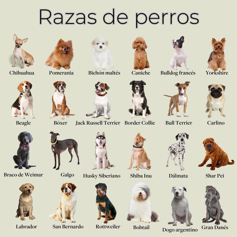 de perros: nombres, fotos y características