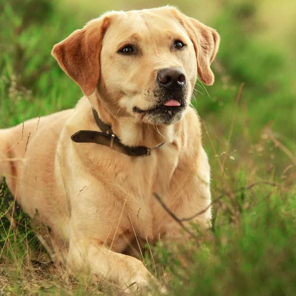 Labrador retriever: todo lo que debes saber de una de las razas de perro más populares y queridas del mundo