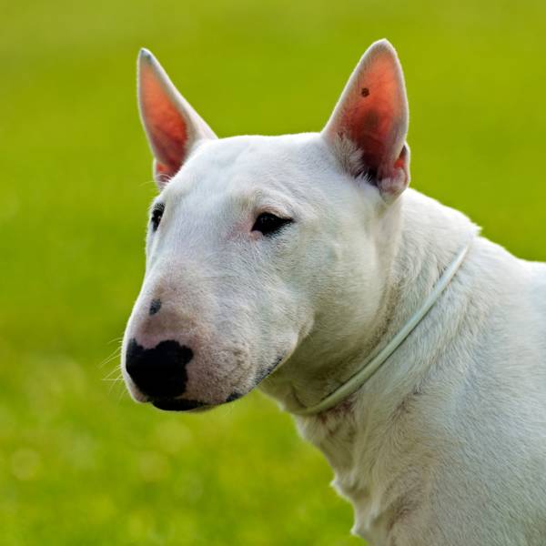 Bull terrier: todo lo que debes saber sobre esta raza de perro con mucho carácter