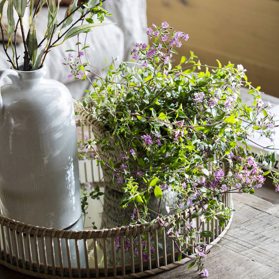 mesa con planta de interior con flor 00526597